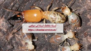 [صورة: %D8%B4%D8%B1%D9%83%D8%A9-%D9%85%D9%83%D8...00x169.jpg]