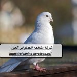 شركة مكافحة الحمام في العين