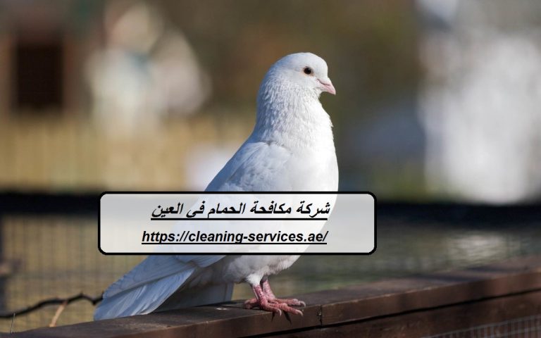 شركة مكافحة الحمام في العين :