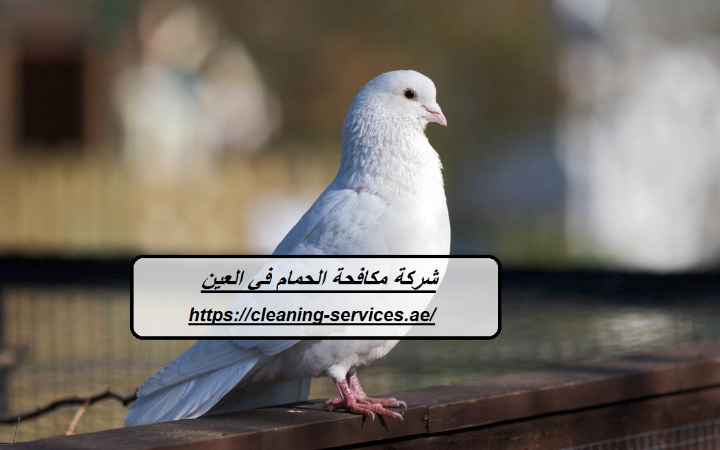 شركة مكافحة الحمام في العين