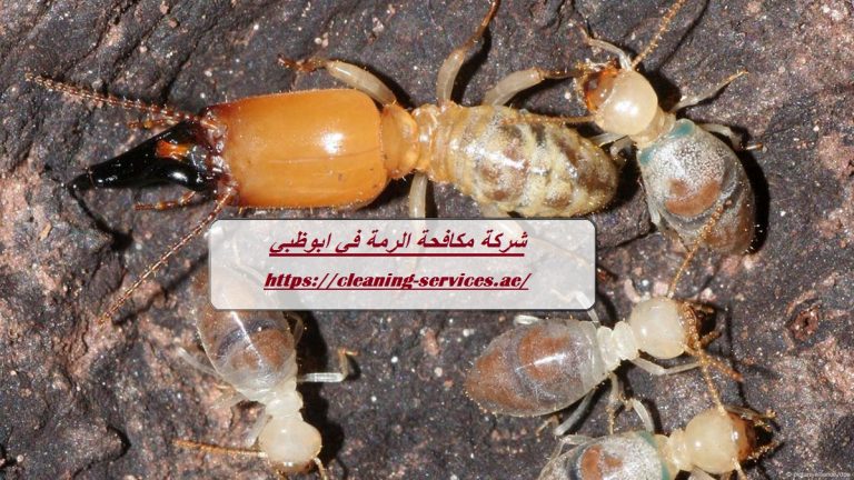 شركة مكافحة الرمة في ابوظبي : 0561307855