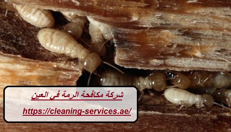 شركة مكافحة الرمة في العين